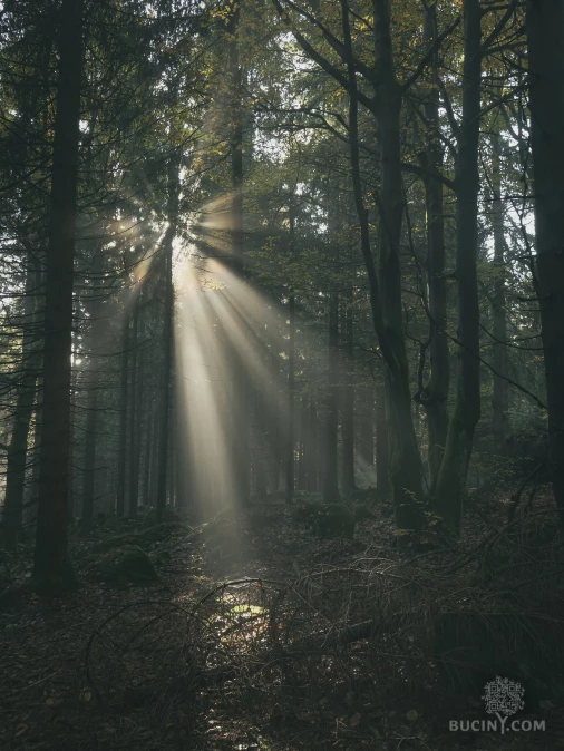Jizerskohorské bučiny objektivem Tomáše Exnera