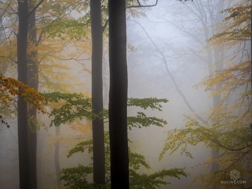 Jizerskohorské bučiny objektivem Tomáše Exnera