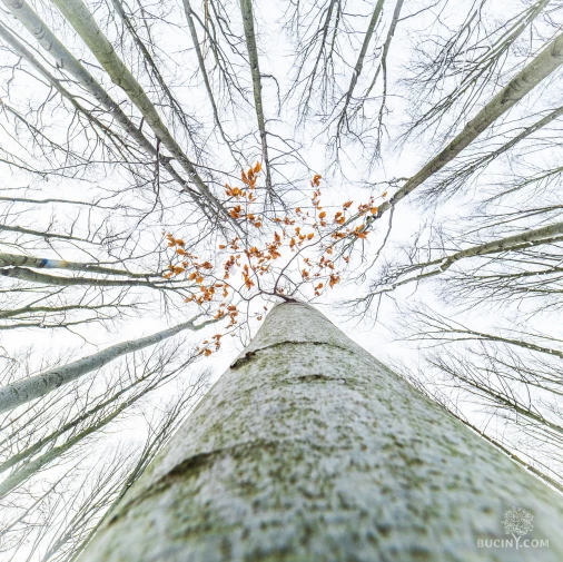 Jizerskohorské bučiny objektivem Tomáše Exnera