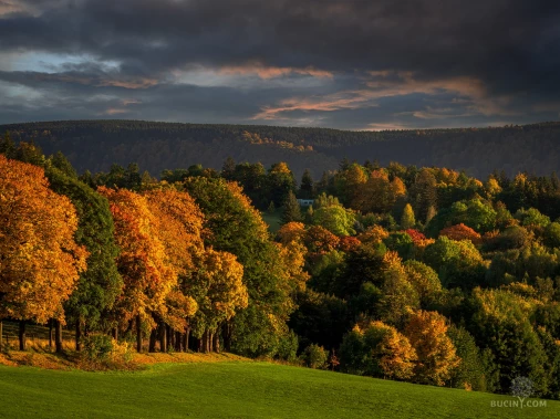 Jizerskohorské bučiny objektivem Tomáše Exnera