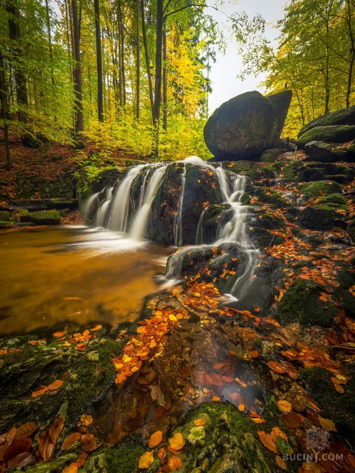 Jizerskohorské bučiny objektivem Tomáše Exnera
