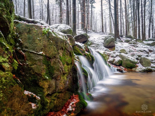 Jizerskohorské bučiny objektivem Tomáše Exnera