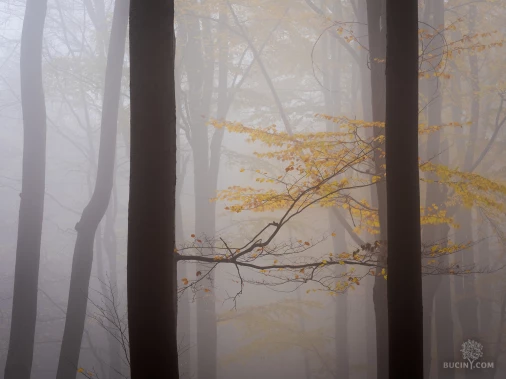 Jizerskohorské bučiny objektivem Tomáše Exnera