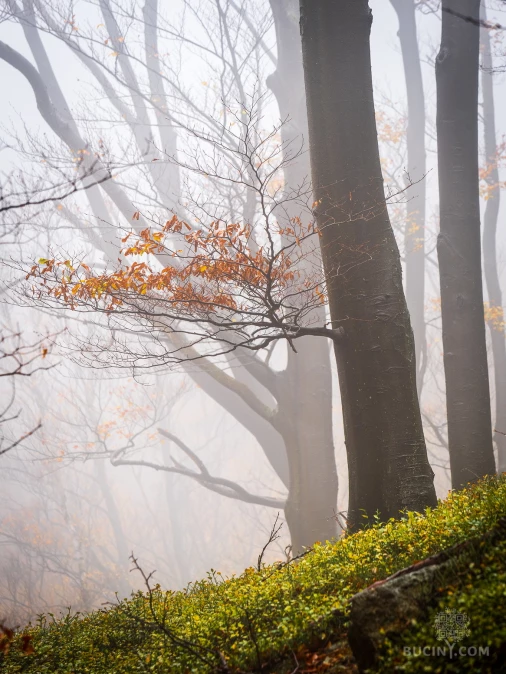 Jizerskohorské bučiny objektivem Tomáše Exnera