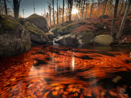 Jizerskohorské bučiny objektivem Tomáše Exnera