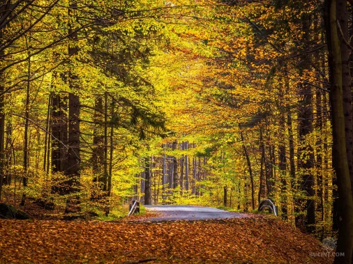 Jizerskohorské bučiny objektivem Tomáše Exnera