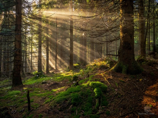 Jizerskohorské bučiny objektivem Tomáše Exnera
