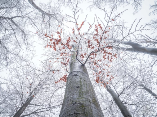 Jizerskohorské bučiny objektivem Tomáše Exnera