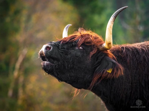 Jizerskohorské bučiny objektivem Tomáše Exnera
