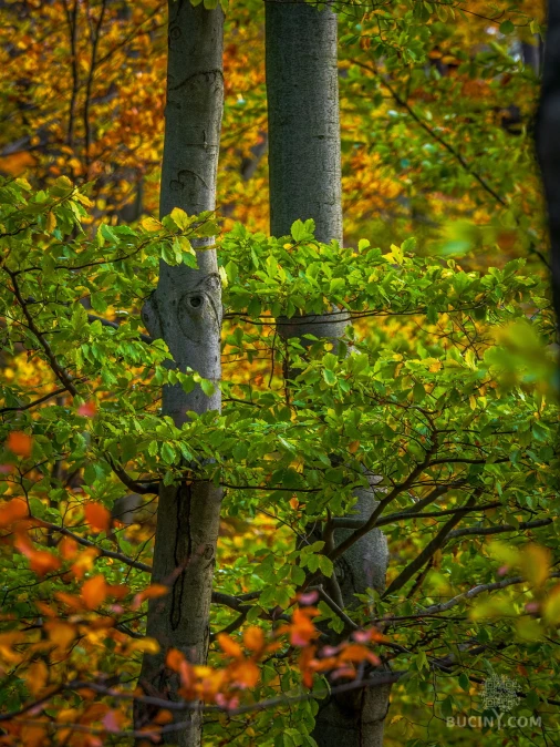 Jizerskohorské bučiny objektivem Tomáše Exnera