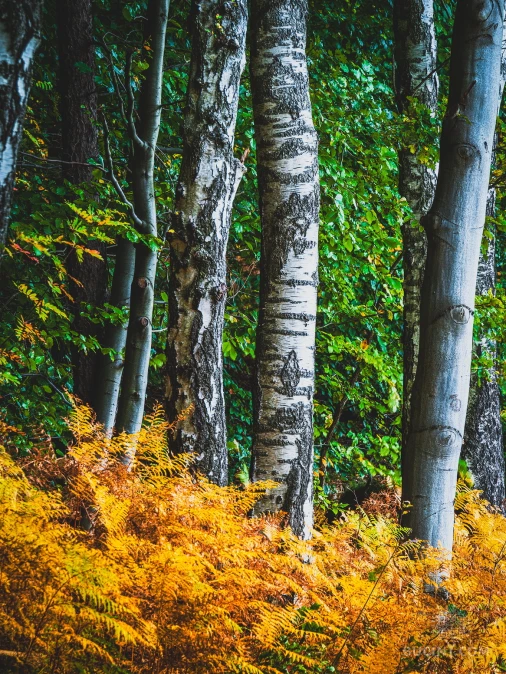 Jizerskohorské bučiny objektivem Tomáše Exnera