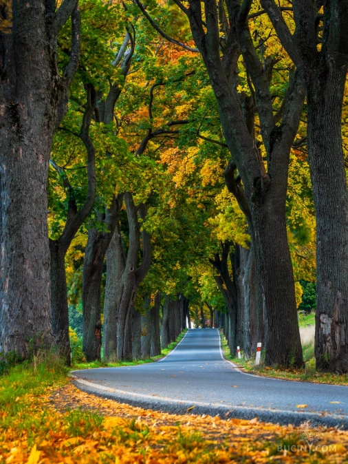 Jizerskohorské bučiny objektivem Tomáše Exnera