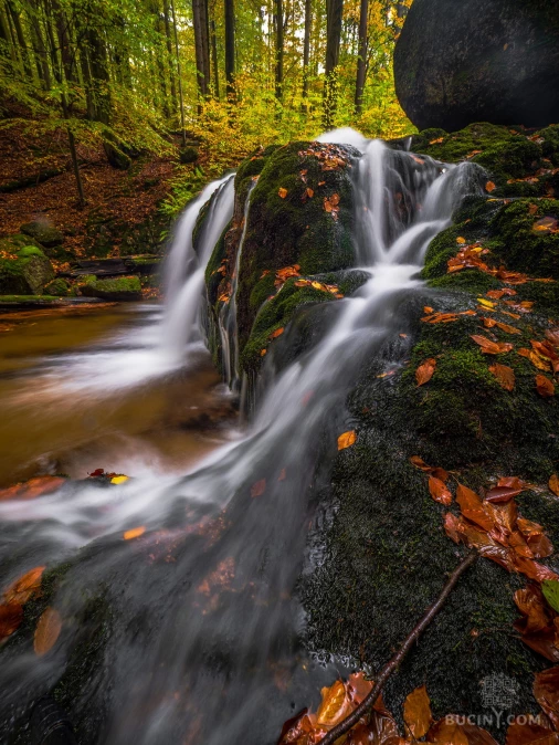 Jizerskohorské bučiny objektivem Tomáše Exnera