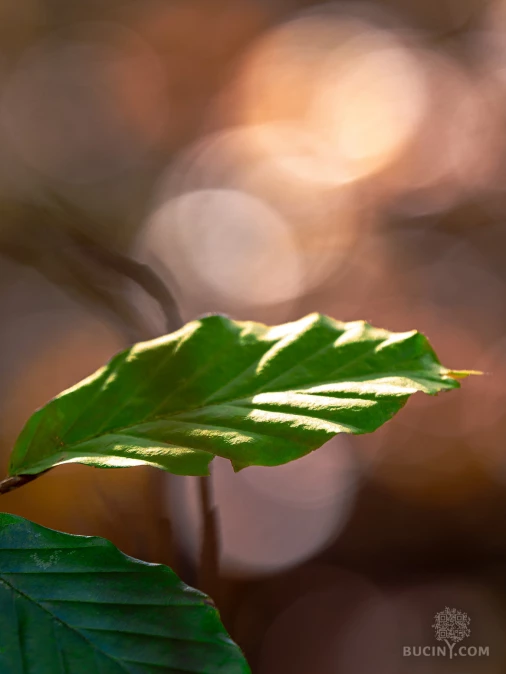 Jizerskohorské bučiny objektivem Tomáše Exnera