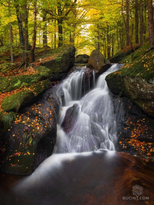 Jizerskohorské bučiny objektivem Tomáše Exnera