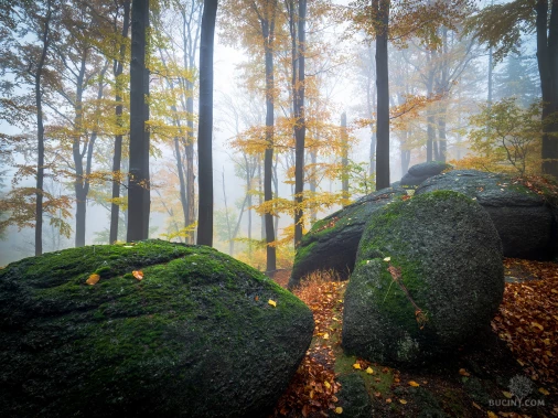 Jizerskohorské bučiny objektivem Tomáše Exnera