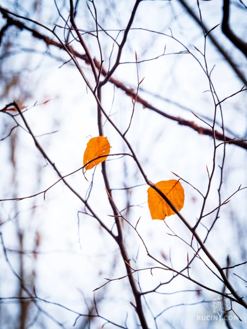 Jizerskohorské bučiny objektivem Tomáše Exnera