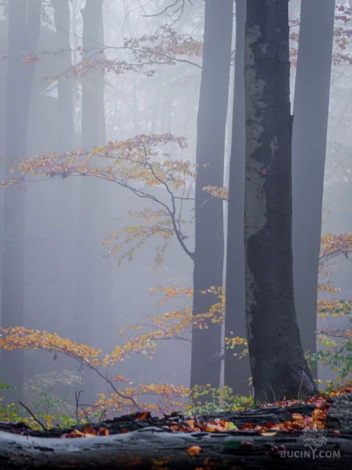 Jizerskohorské bučiny objektivem Tomáše Exnera