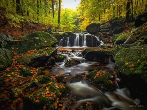 Jizerskohorské bučiny objektivem Tomáše Exnera