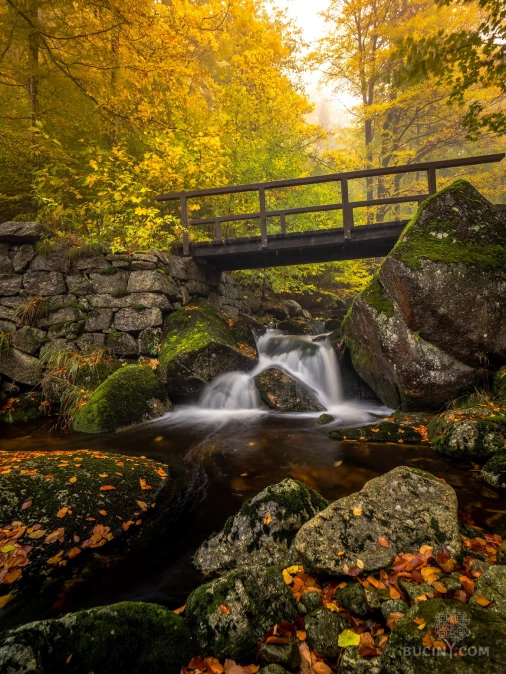 Jizerskohorské bučiny objektivem Tomáše Exnera