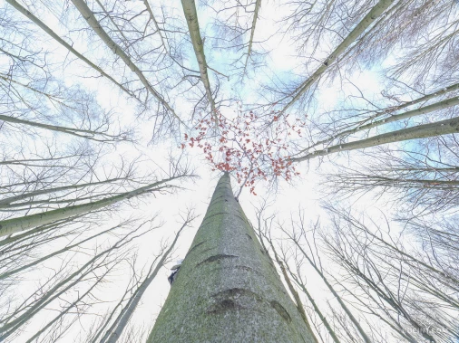 Jizerskohorské bučiny objektivem Tomáše Exnera