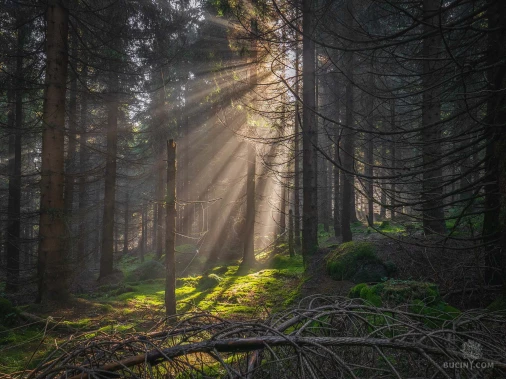 Jizerskohorské bučiny objektivem Tomáše Exnera