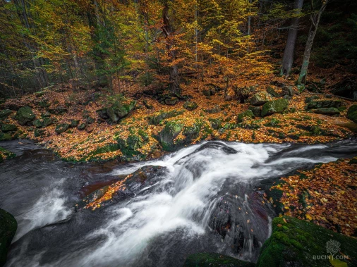 Jizerskohorské bučiny objektivem Tomáše Exnera