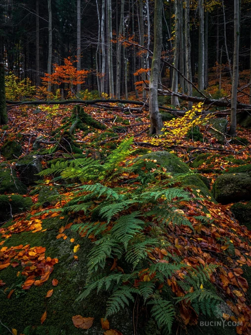 Jizerskohorské bučiny objektivem Tomáše Exnera