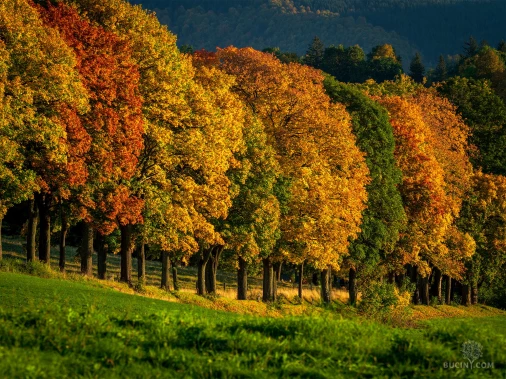 Jizerskohorské bučiny objektivem Tomáše Exnera