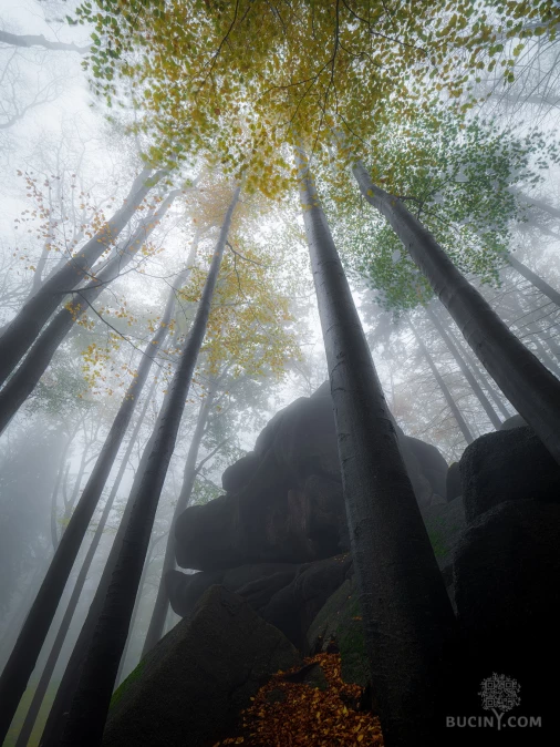 Jizerskohorské bučiny objektivem Tomáše Exnera