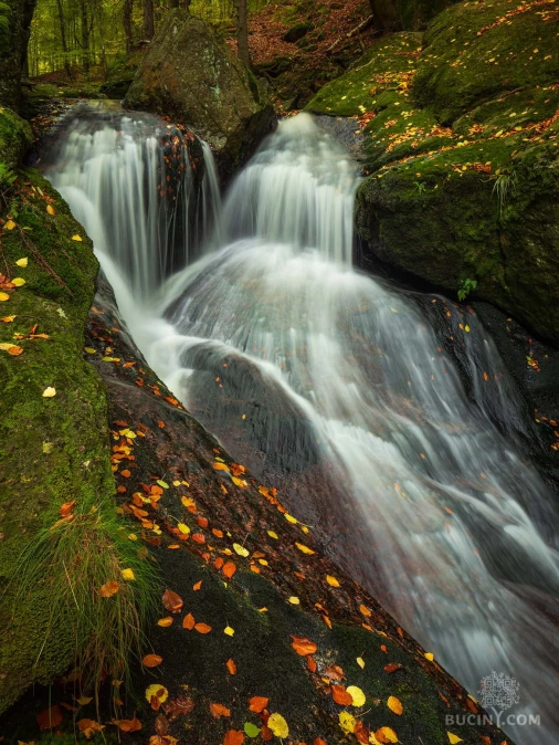 Jizerskohorské bučiny objektivem Tomáše Exnera