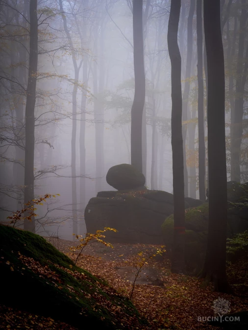 Jizerskohorské bučiny objektivem Tomáše Exnera