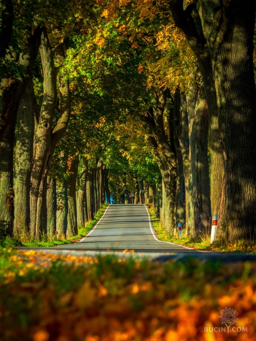 Jizerskohorské bučiny objektivem Tomáše Exnera