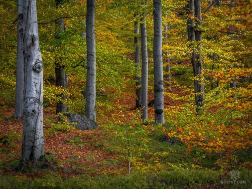 Jizerskohorské bučiny objektivem Tomáše Exnera