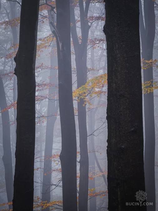 Jizerskohorské bučiny objektivem Tomáše Exnera