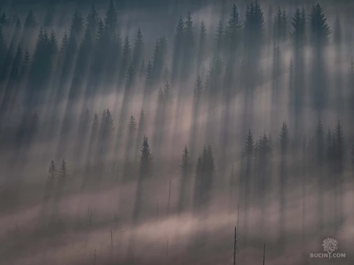 Jizerskohorské bučiny objektivem Tomáše Exnera