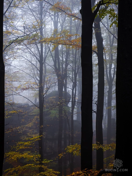 Jizerskohorské bučiny objektivem Tomáše Exnera