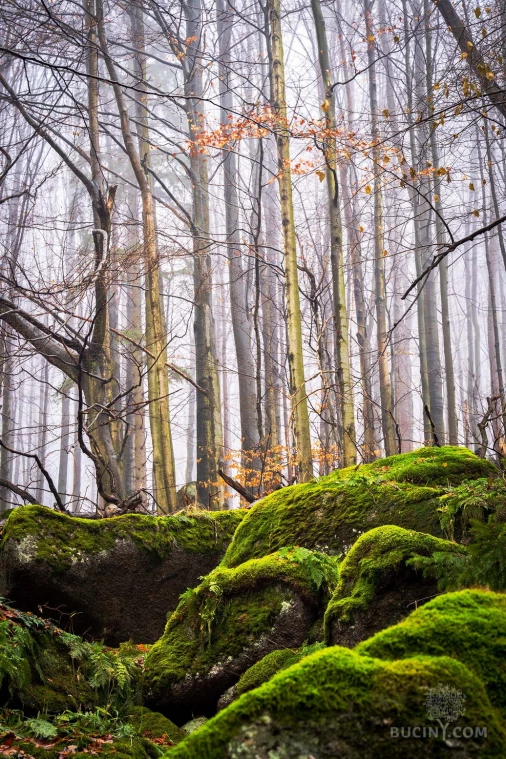 Jizerskohorské bučiny objektivem Tomáše Exnera