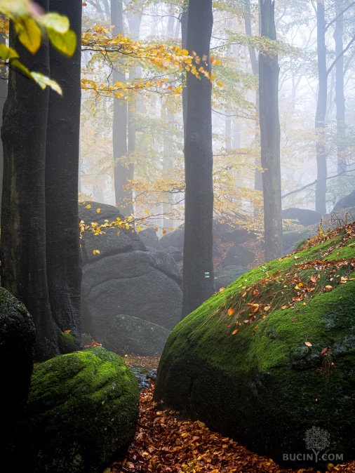Jizerskohorské bučiny objektivem Tomáše Exnera