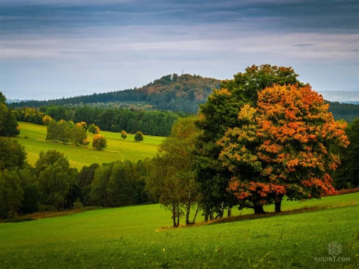 Jizerskohorské bučiny objektivem Tomáše Exnera