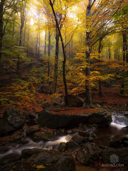 Jizerskohorské bučiny objektivem Tomáše Exnera