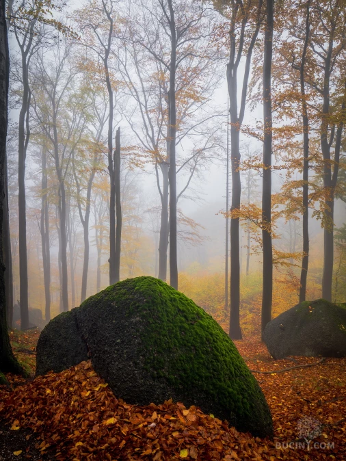 Jizerskohorské bučiny objektivem Tomáše Exnera